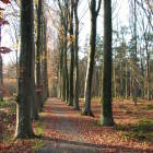 Trails in forest Hooggoed